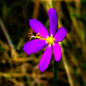 Meet your Posher, Jaden